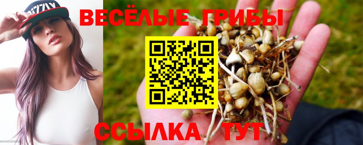 где купить   Галлюциногенные грибы Cubensis  Вход с VPN  Гусев 